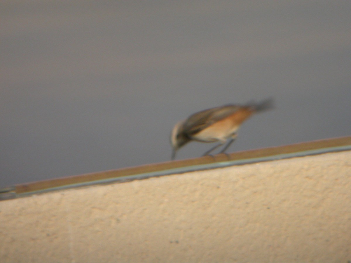 Kurdish Wheatear - Paul Bourdin