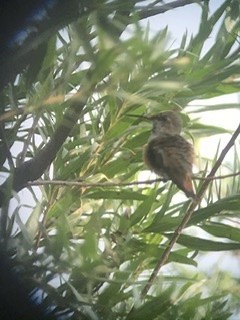 Rufous Hummingbird - ML261861611