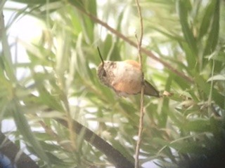 Rufous Hummingbird - ML261861621