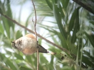 Rufous Hummingbird - ML261861641