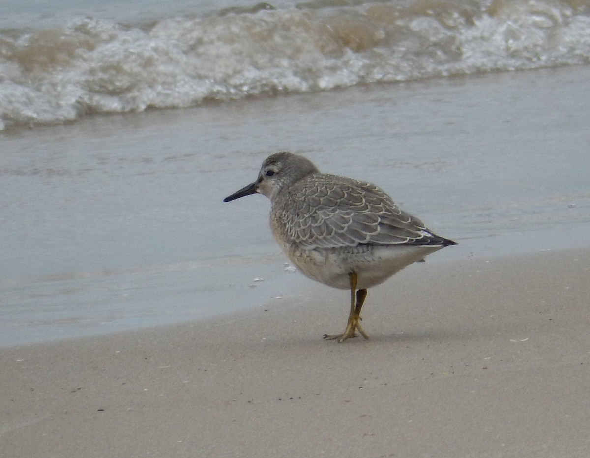 Red Knot - ML261862691