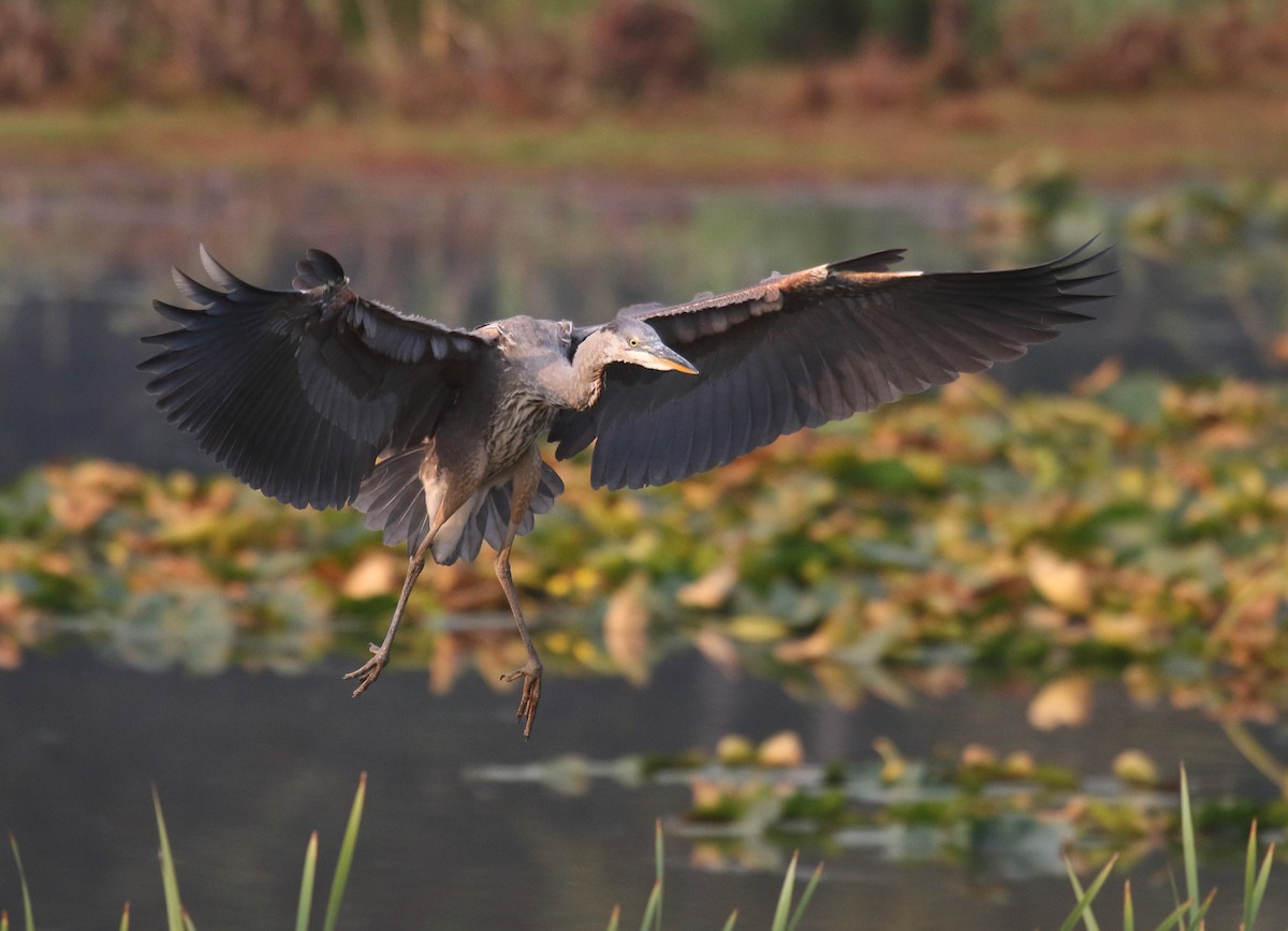 Great Blue Heron - Greg Gillson