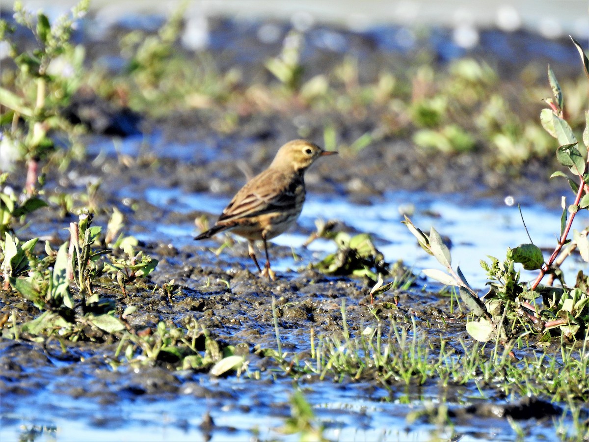 American Pipit - ML261864601