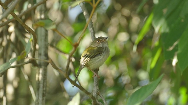 Pale-eyed Pygmy-Tyrant - ML261865211