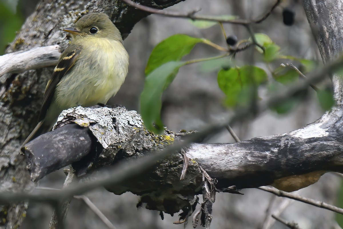 Yellow-bellied Flycatcher - Lev Frid
