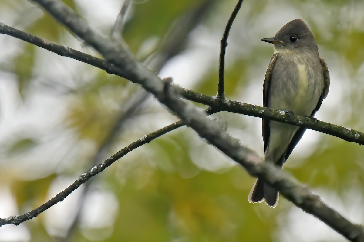 Eastern Wood-Pewee - Lev Frid