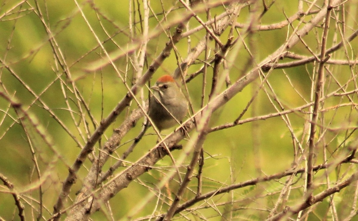 Green-tailed Towhee - Ken Tracey