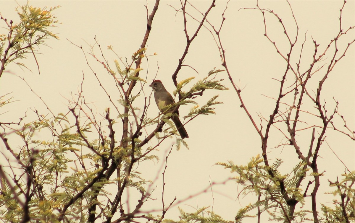 Green-tailed Towhee - ML261865941