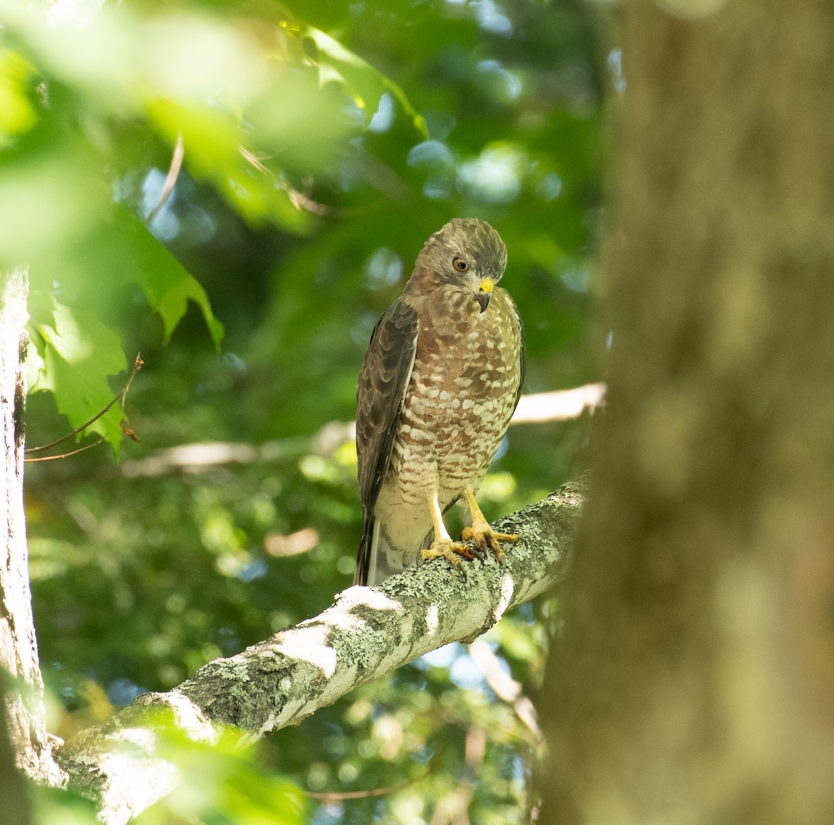 Broad-winged Hawk - ML261868191