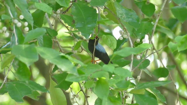 Lance-tailed Manakin - ML261868571