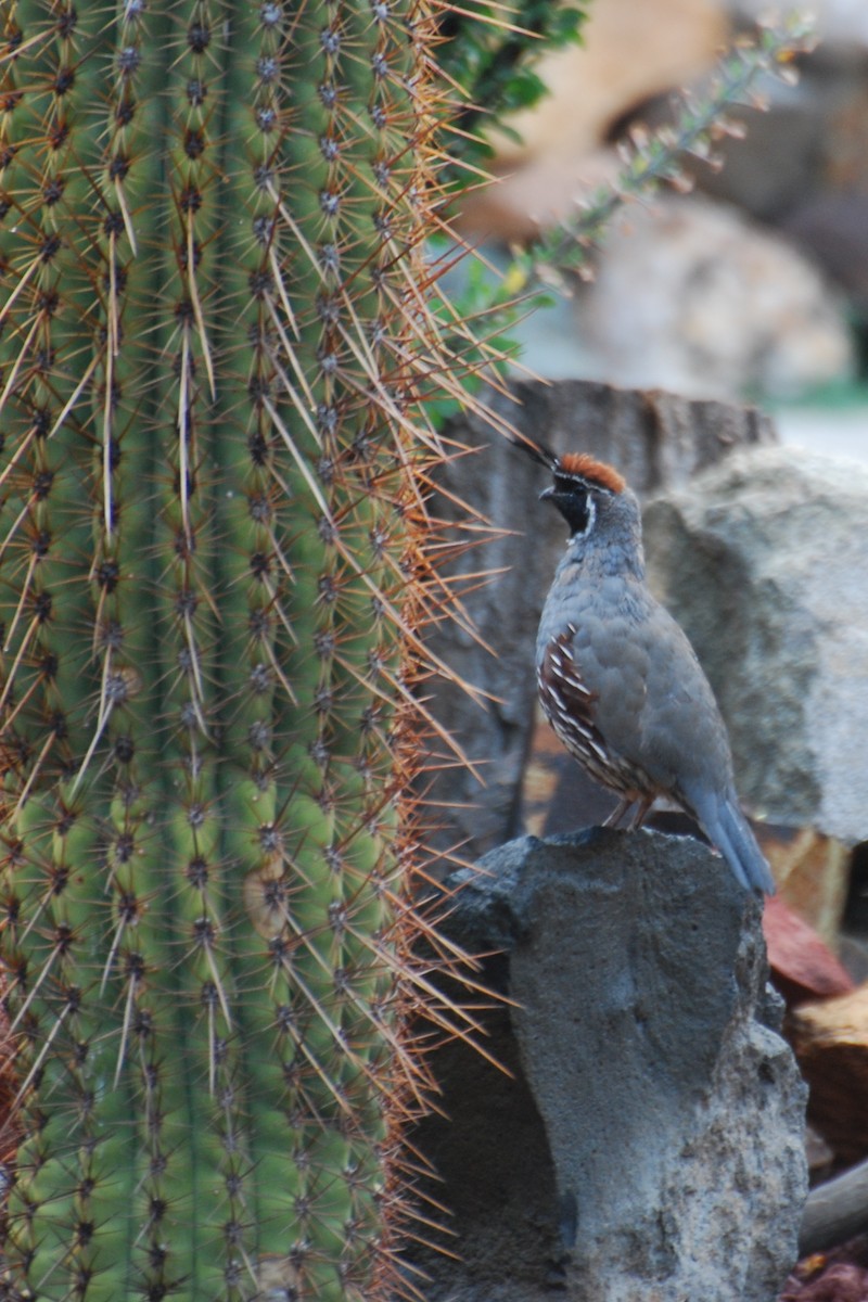 Gambel's Quail - ML261870391