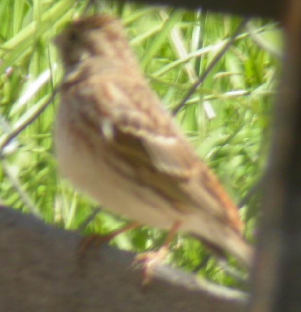 Rustic Bunting - ML26187191