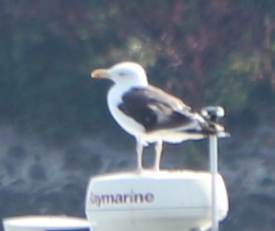 Great Black-backed Gull - valerie heemstra