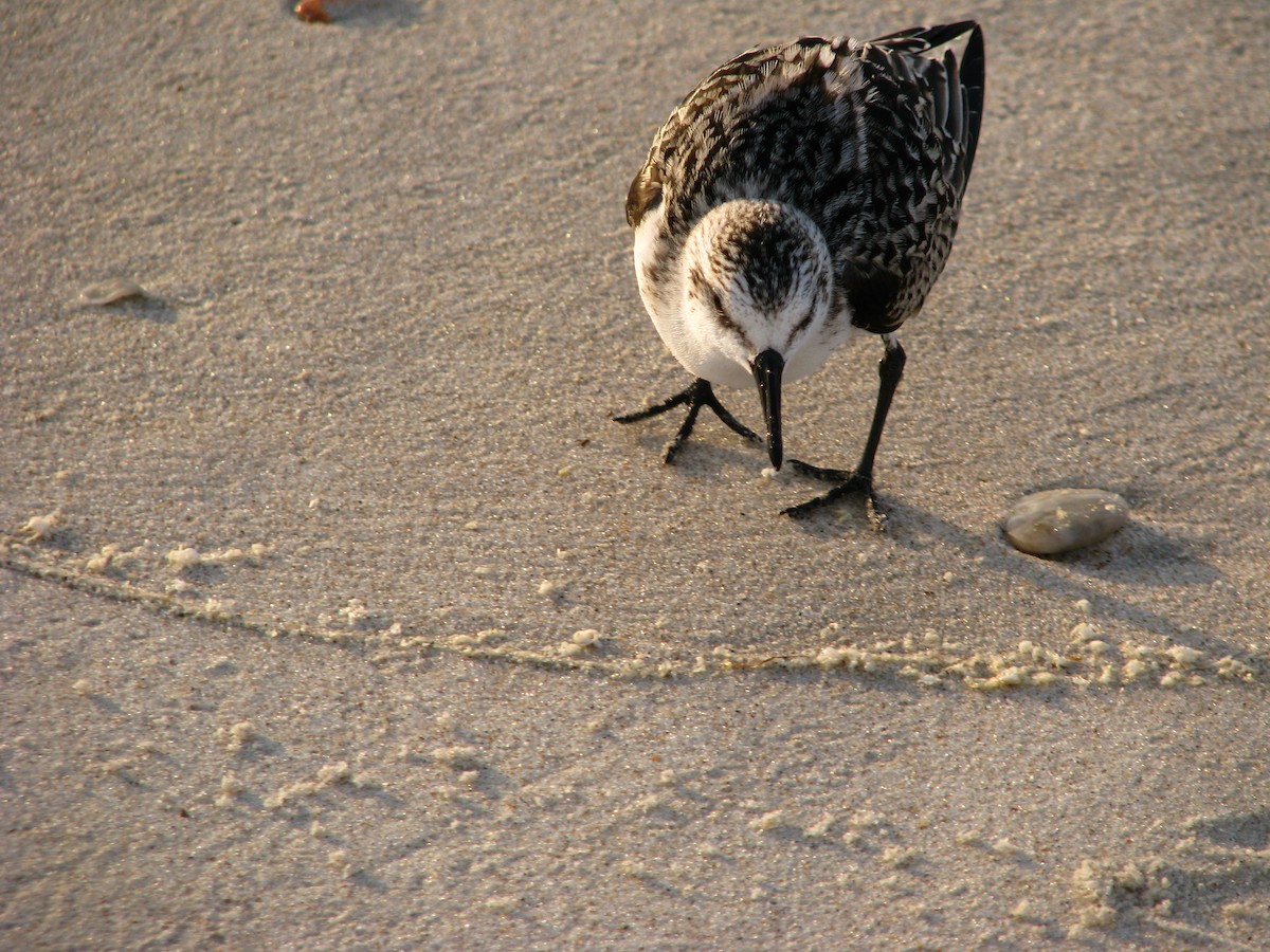 Sanderling - ML261875761