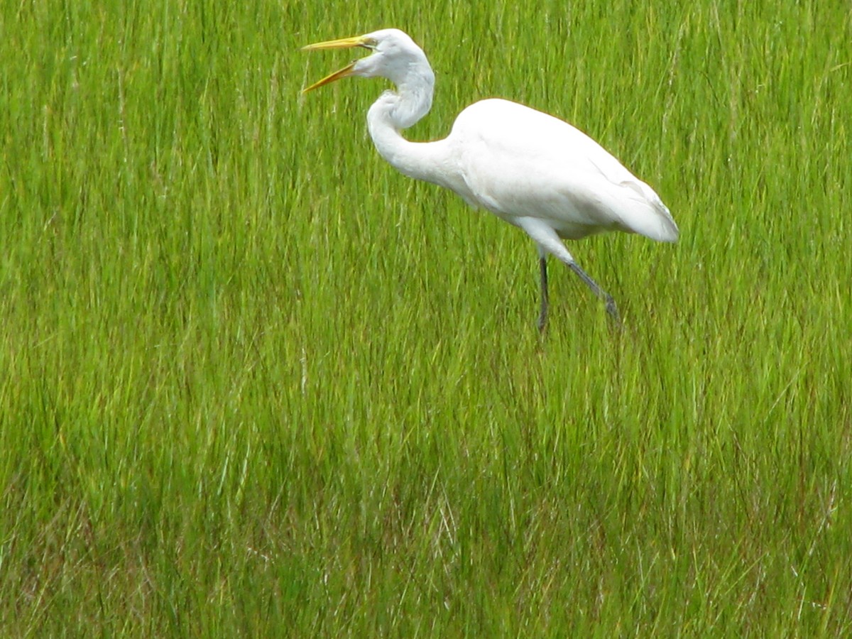 Great Egret - ML261876041