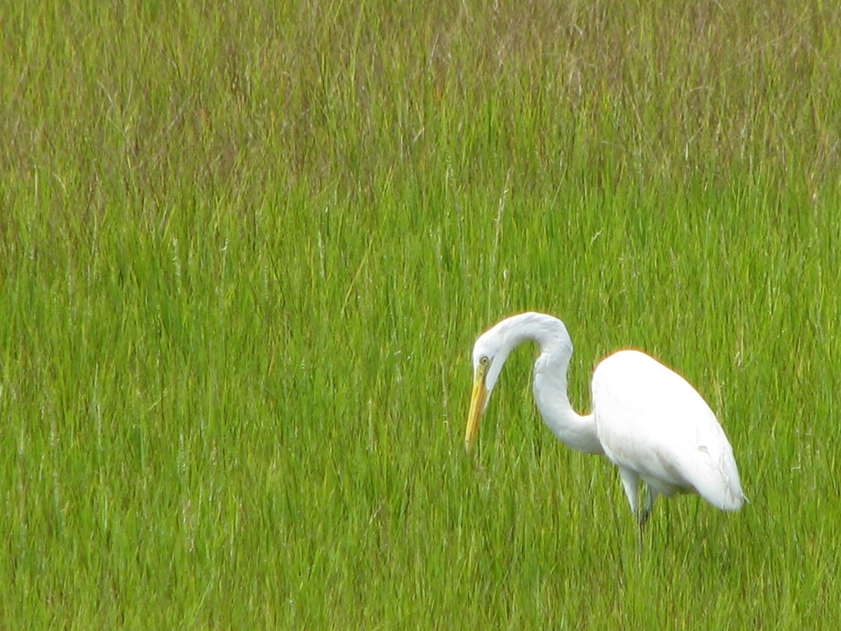 Great Egret - ML261876071