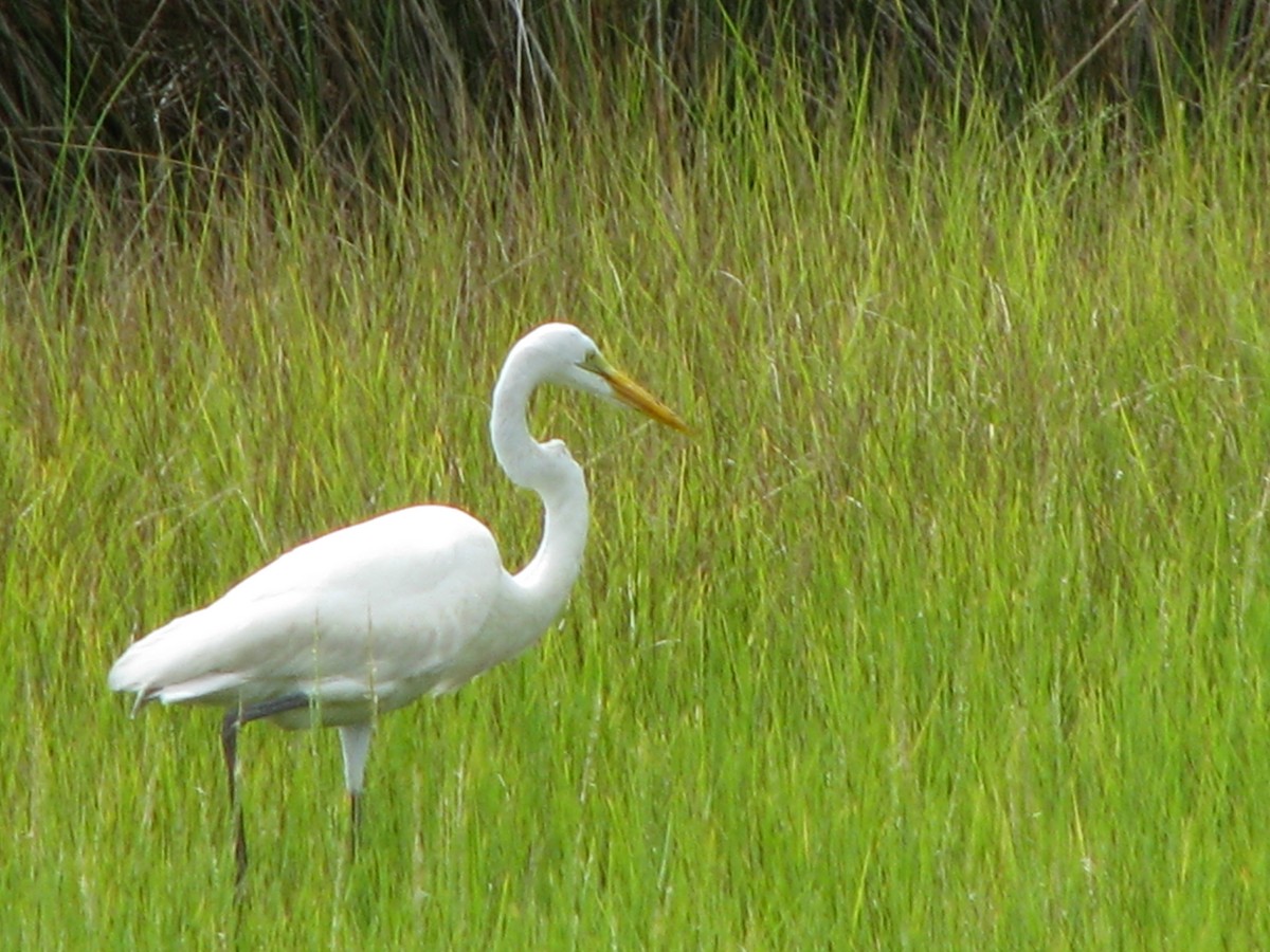 Great Egret - ML261876111