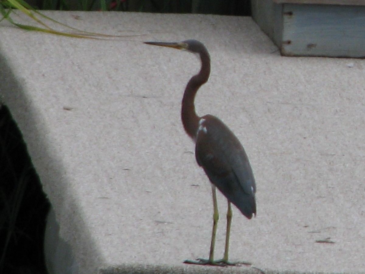 Tricolored Heron - ML261876221