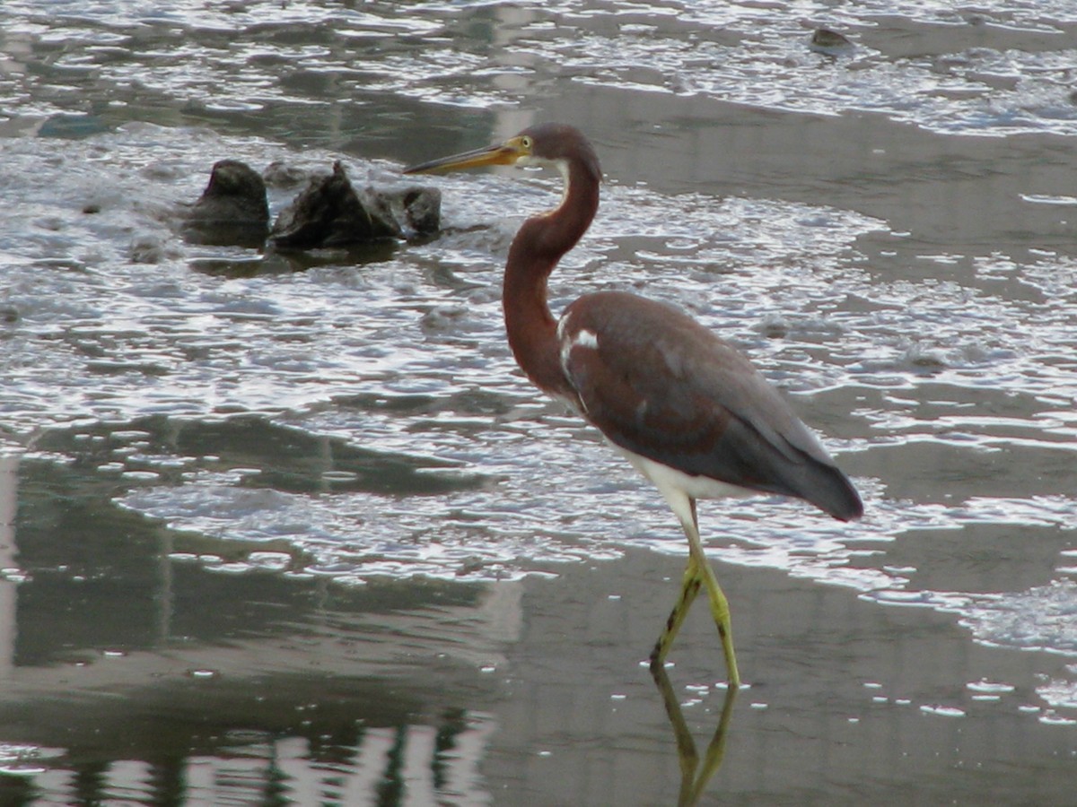 Tricolored Heron - ML261876291