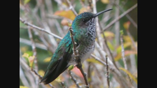 White-necked Jacobin - ML261878121