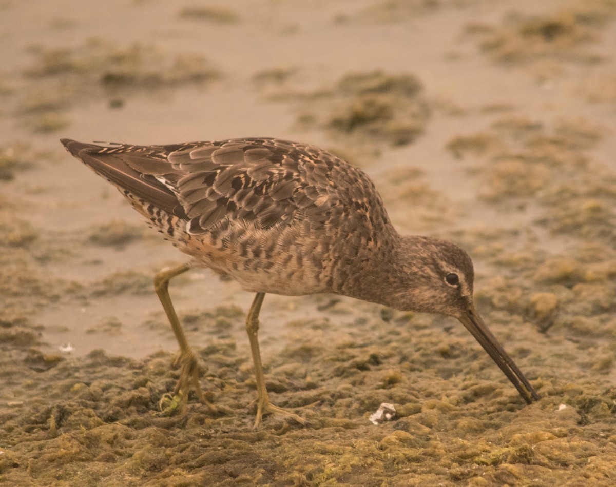 Short-billed Dowitcher - ML261878631