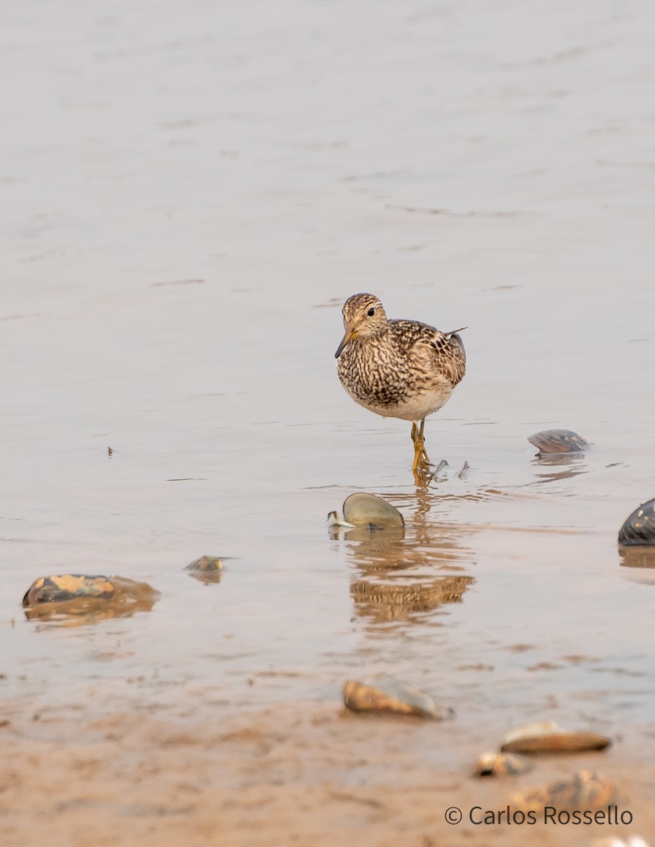 Pectoral Sandpiper - Carlos Rossello