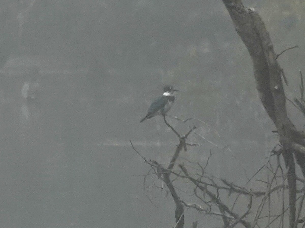 Belted Kingfisher - ML261879391