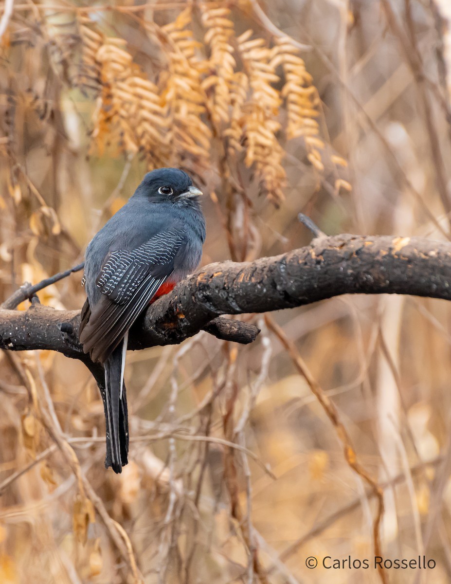 Trogon surucua - ML261879651