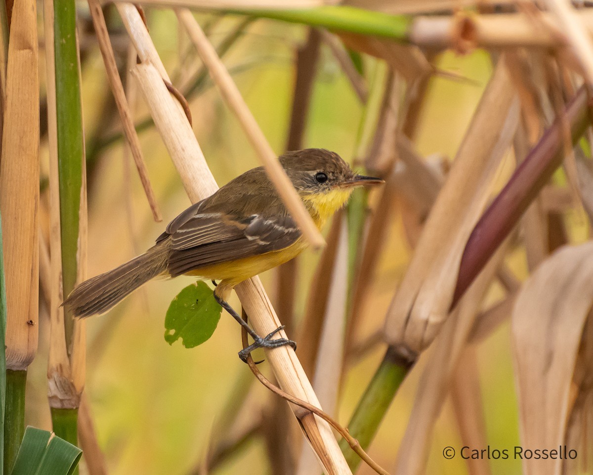 Warbling Doradito - ML261879991