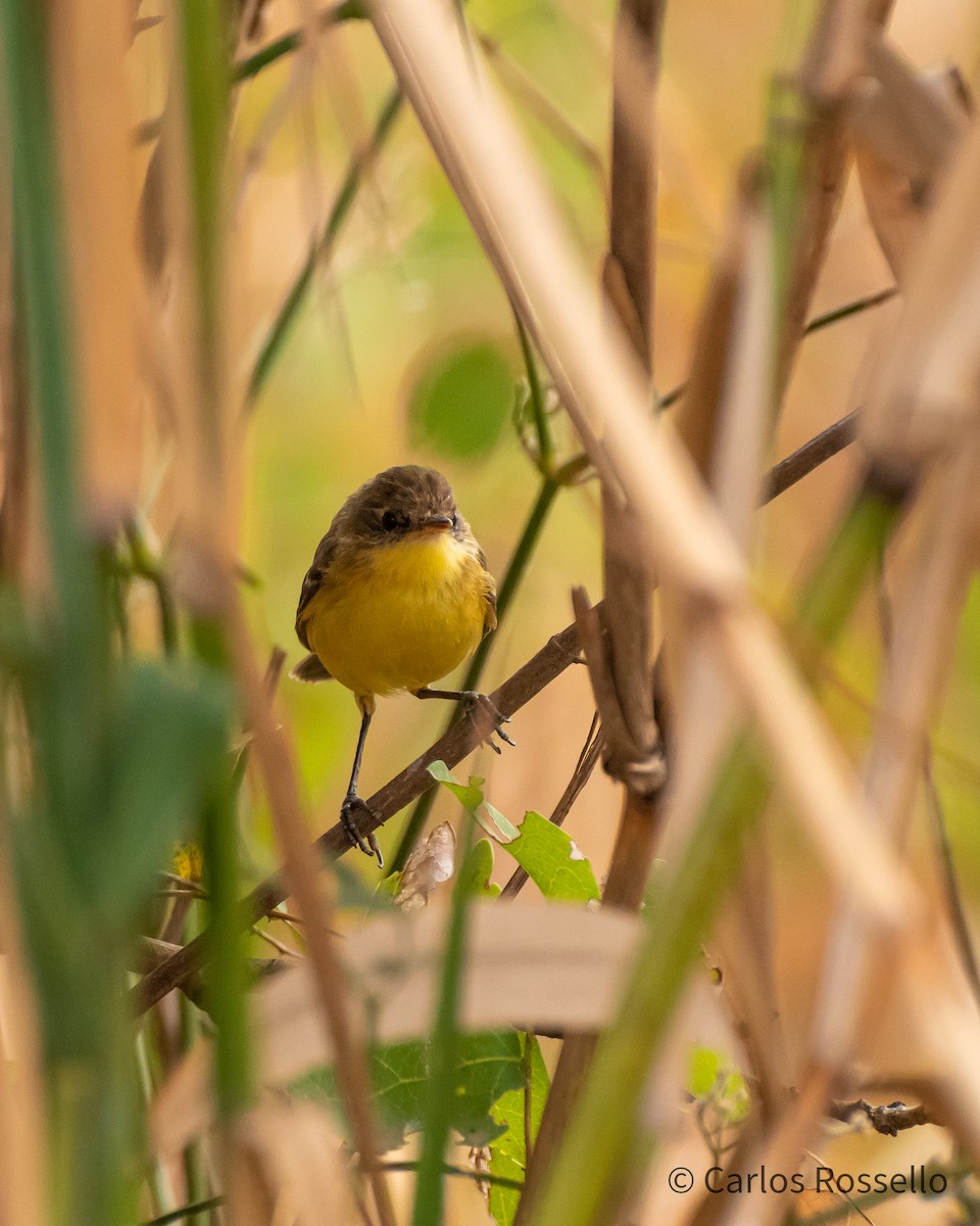 Warbling Doradito - ML261880031