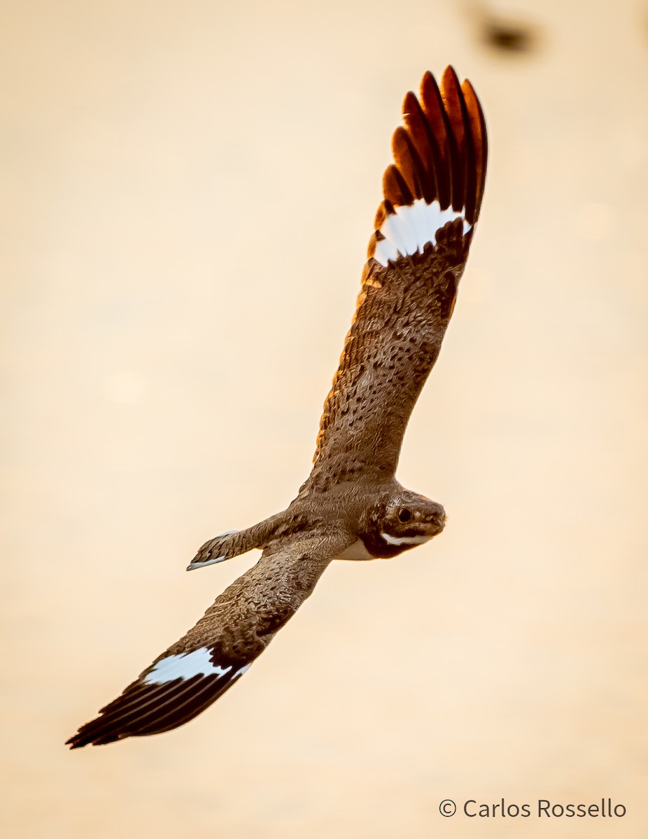 Nacunda Nighthawk - Carlos Rossello