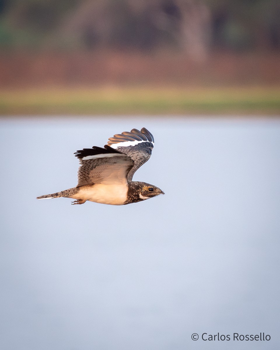 Nacunda Nighthawk - Carlos Rossello