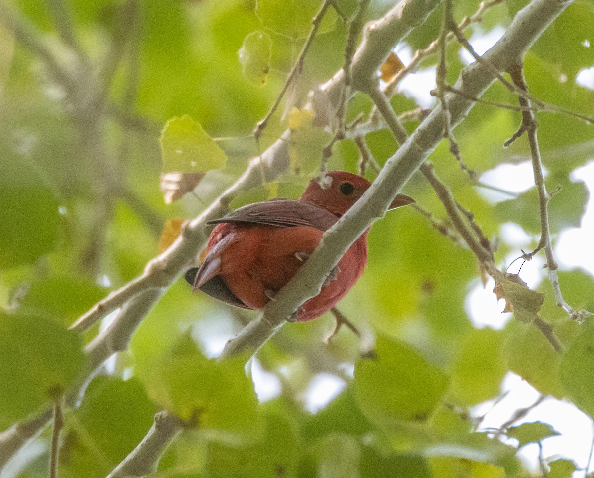 Summer Tanager - ML261882111