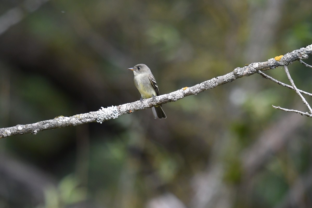 Eastern Wood-Pewee - ML261883061