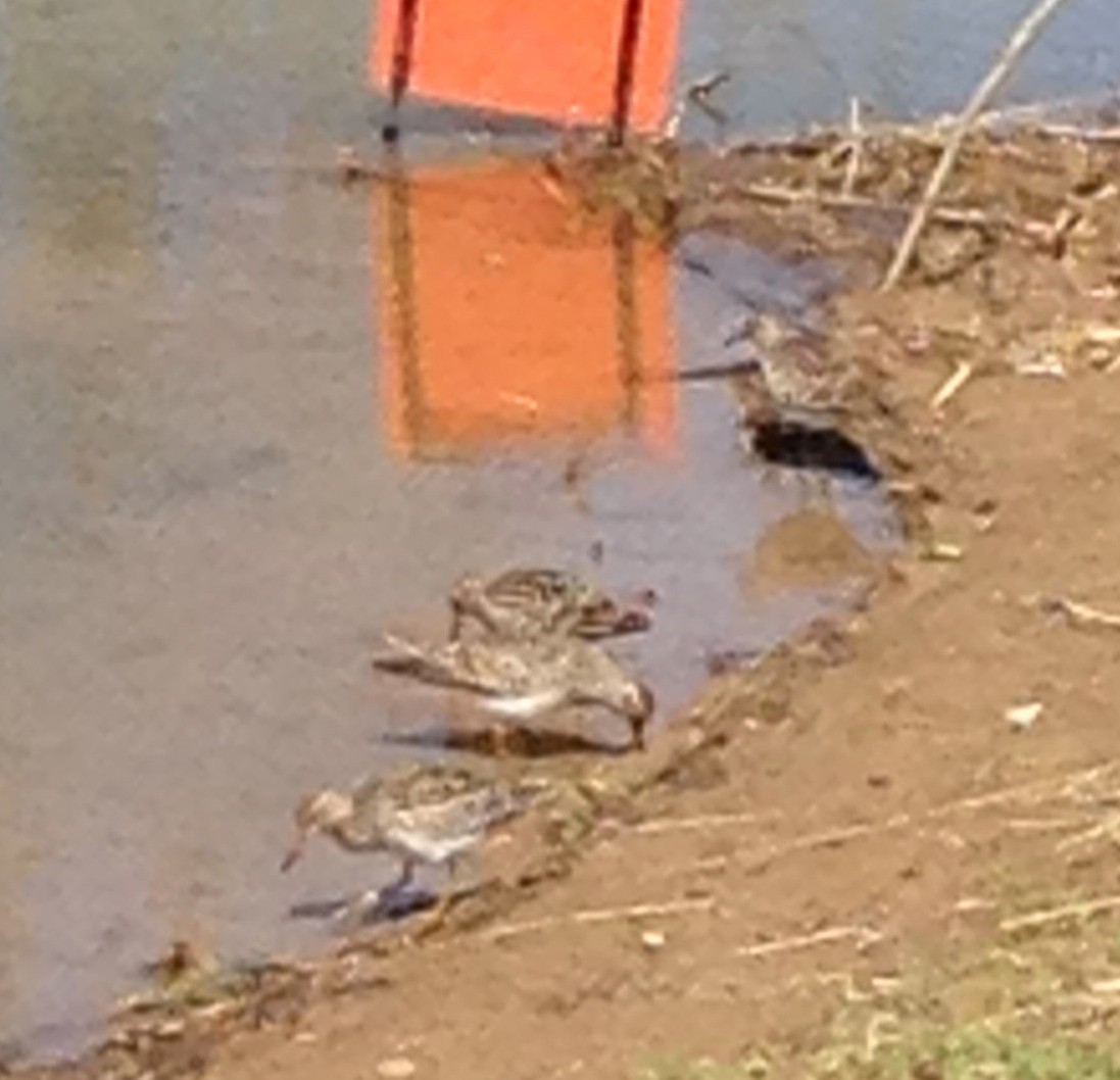 Pectoral Sandpiper - ML26188311