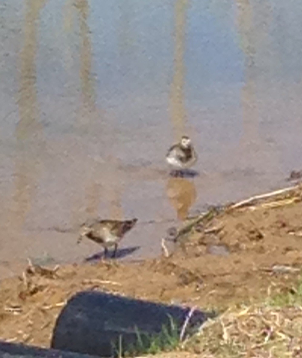 Pectoral Sandpiper - Phil Cantino