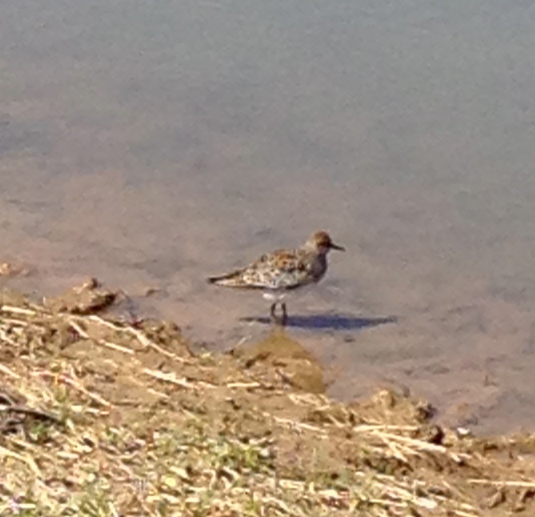 Pectoral Sandpiper - ML26188331