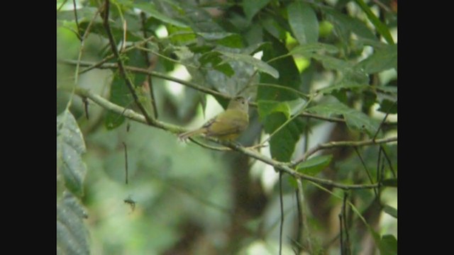 Ochre-bellied Flycatcher - ML261884321