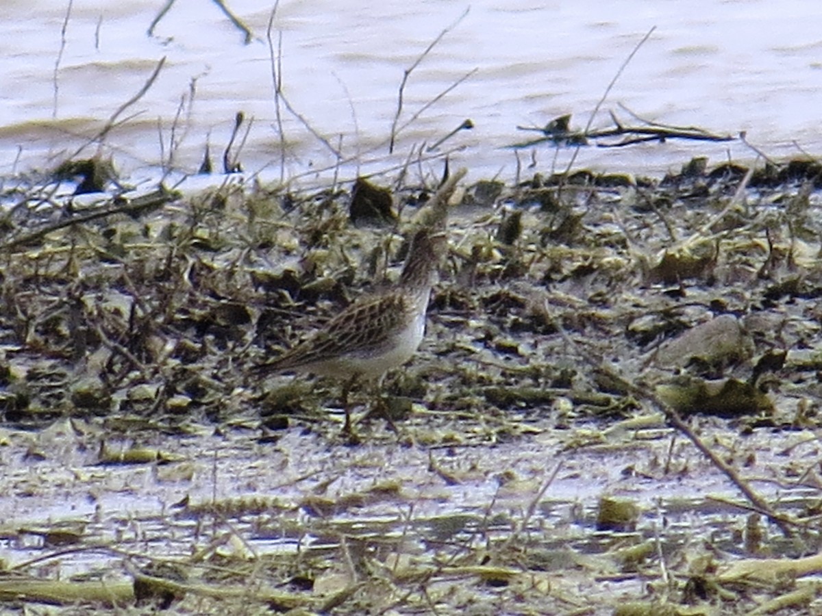 Pectoral Sandpiper - ML26188521