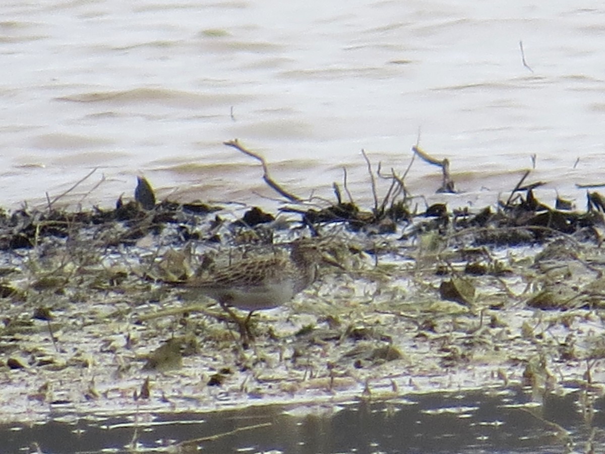 Pectoral Sandpiper - WS Barbour