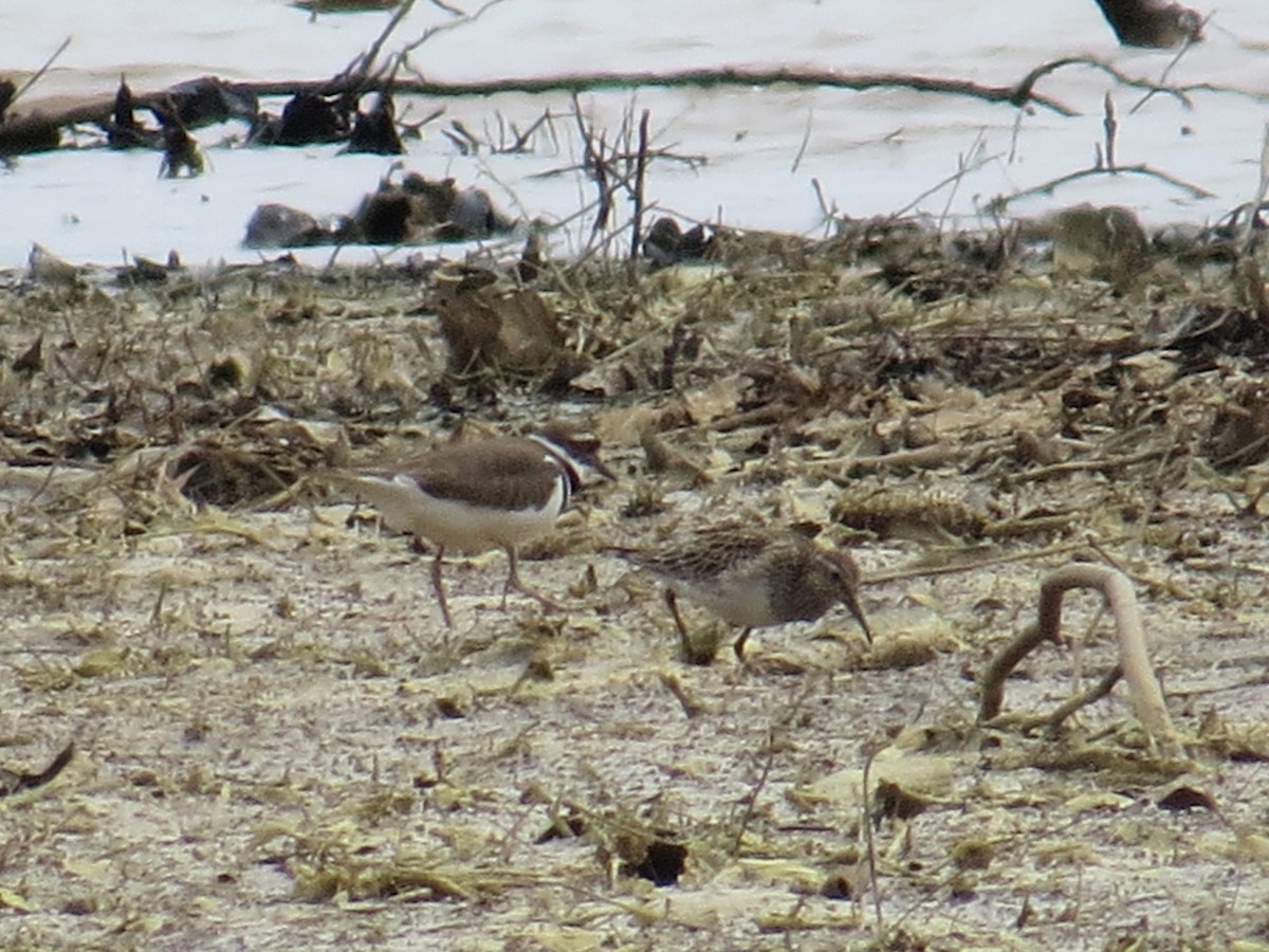 Pectoral Sandpiper - ML26188551