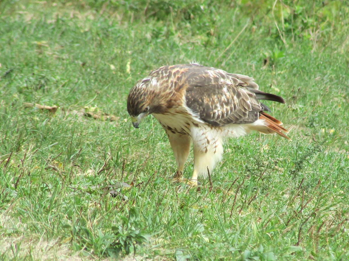 Rotschwanzbussard - ML261889131