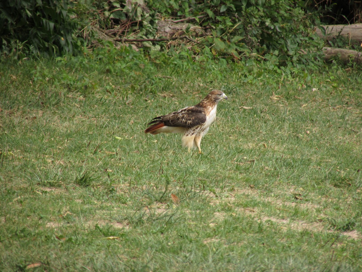 Rotschwanzbussard - ML261889151