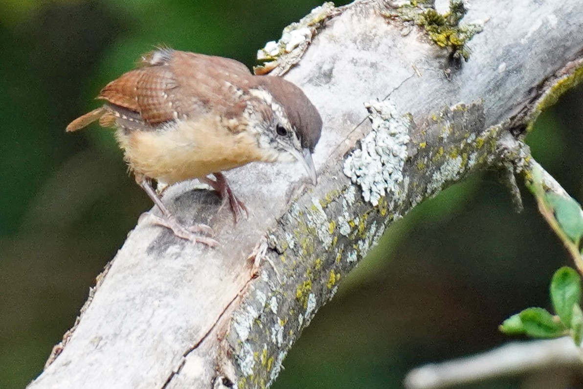 Carolina Wren - ML261890641