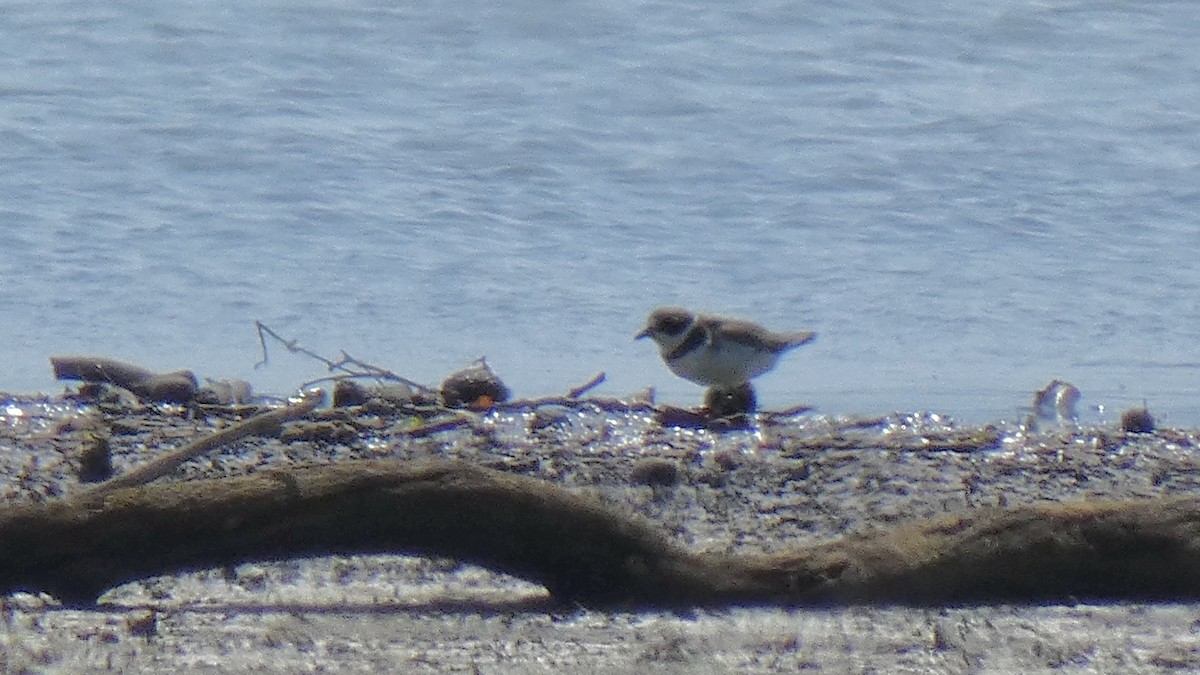 Semipalmated Plover - ML261891361