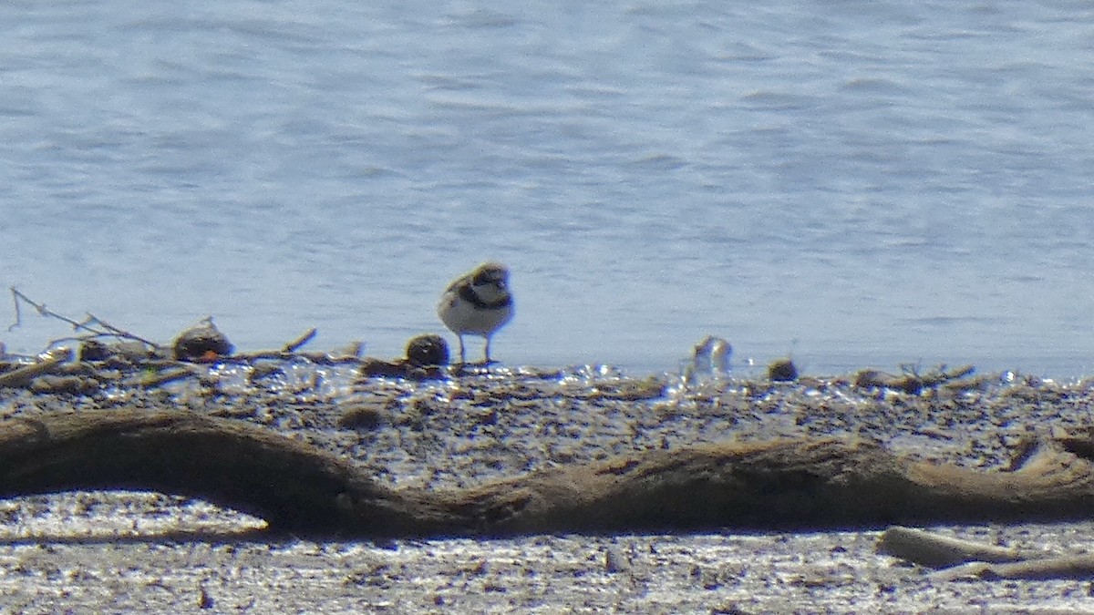 Semipalmated Plover - ML261891371
