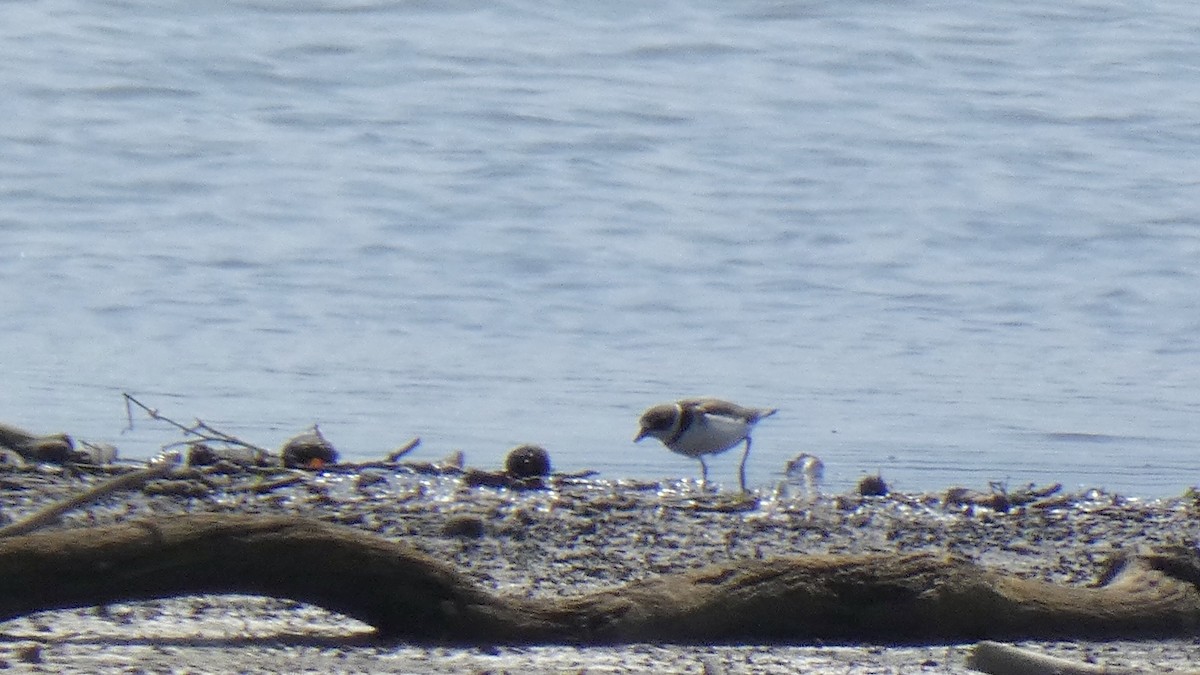 Semipalmated Plover - ML261891381