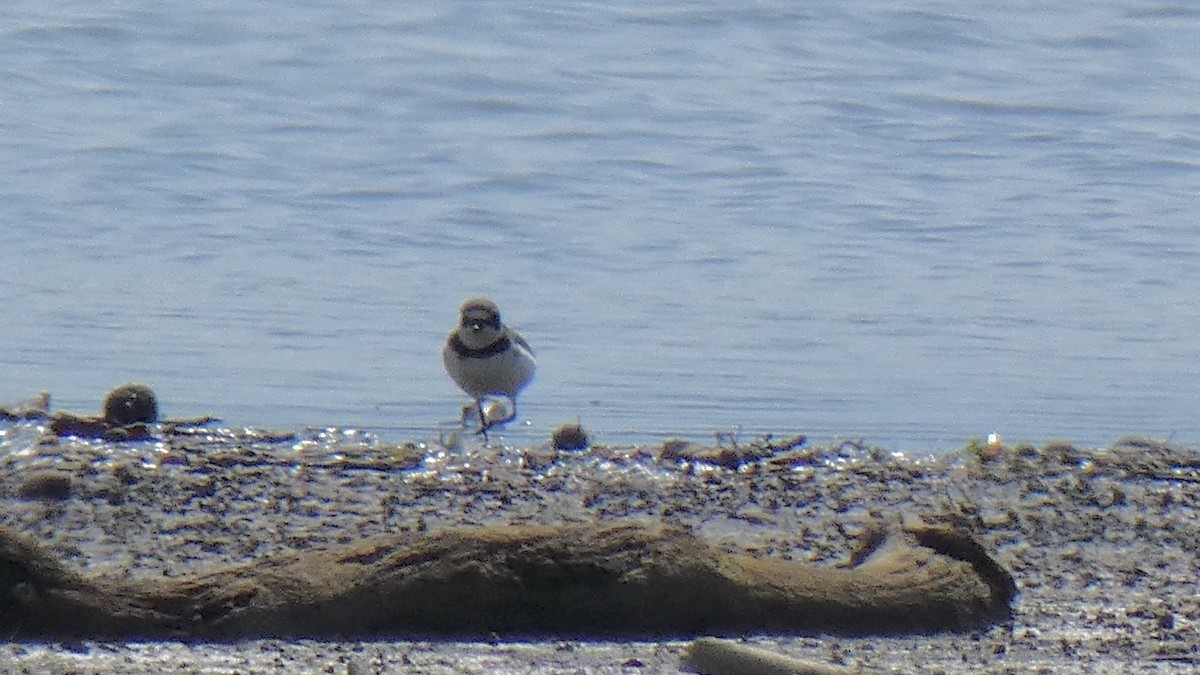 Semipalmated Plover - ML261891391