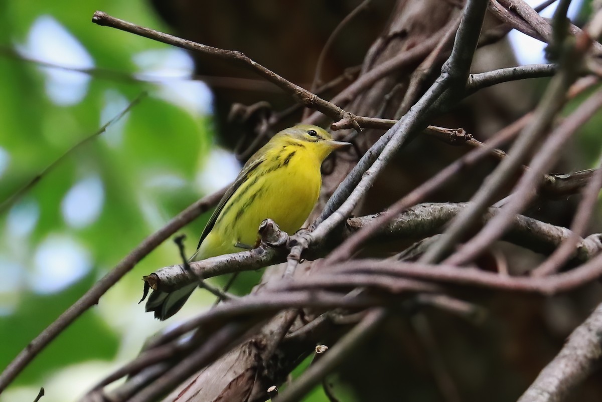 Prairie Warbler - ML261891551