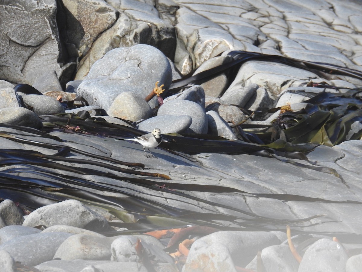 White Wagtail (White-faced) - ML261892811